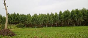 Land for sale Kibukuta road rcc Mityana Central
