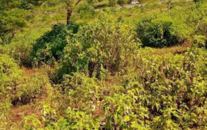 Land for sale Maragwa Murang'a