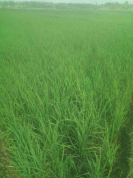 Land for sale Gichugu Kirinyaga