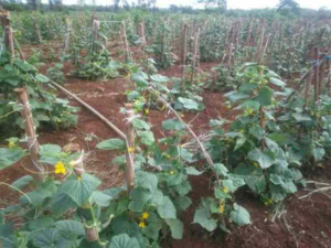 Land for sale Kenol Muranga