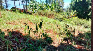 Land for sale Ndanderu, Tigoni Limuru
