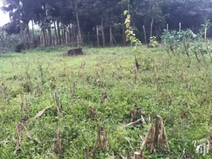 Land for sale Tigoni Limuru