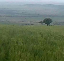 Land for sale Narok Narok