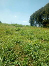 Land for sale Tigoni Limuru
