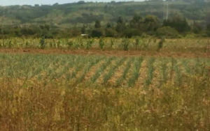 Land for sale Naivasha East Nakuru