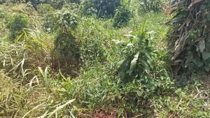 Land for rent Butambala Central
