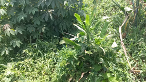 Land for rent Nakaseke Central