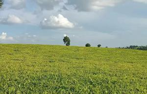 Land for sale Limuru Central Kiambu
