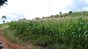 Land for sale Kigaarale  Kyenjojo Western