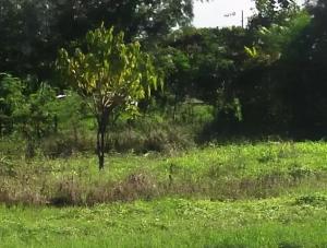 Land for sale Ruiru Kiambu