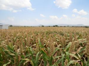 Land for sale Taveta Taita-Taveta