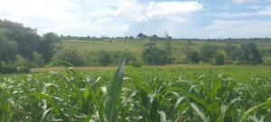 Agricultural Land for sale Matuga Matuga Matuga Kwale
