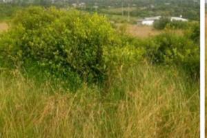 Land for sale Kieni Nyeri
