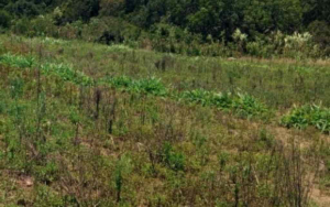 Land for sale Nyeri Nyeri