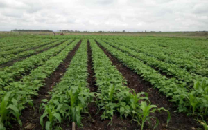 Land for sale Isinya Isinya