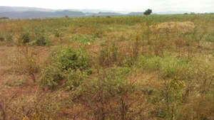 Land for sale Gilgil Nakuru