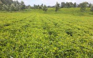 Land for sale Tigoni Limuru