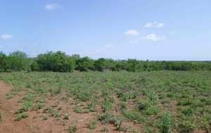 Land for sale Malindi Kilifi