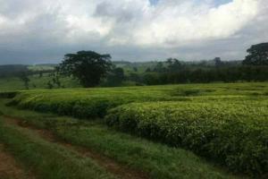 Land for sale Tetu Nyeri