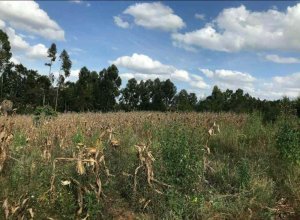 Land for sale Nyahururu Nyahururu