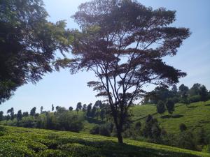 Land for sale Tigoni Limuru
