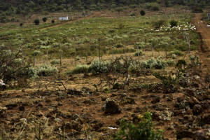 Land for sale Ngong Kajiado