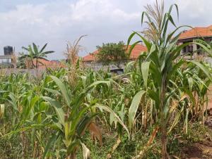 Land for sale Kira nsasa road  Kira Wakiso Central