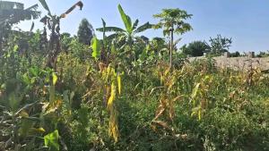 Land for sale Kira road  Kira Wakiso Central