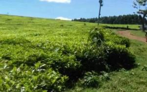 Land for sale Limuru Central Kiambu