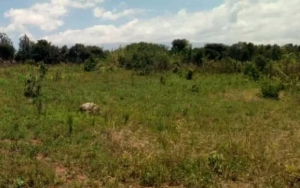 Land for sale Nyeri Nyeri
