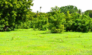 Land for sale Kilifi Kilifi