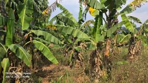 Land for sale Kira  Kampala Central Kampala Central