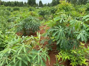 Land for sale Luwero bamugolode Luweero Central