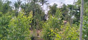 Land for sale Watamu Watamu