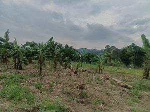 Land for sale Namugongo nabusugwe  Kampala Central Kampala Central