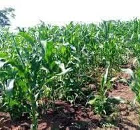 Land for sale Buikwe kikakanya Buikwe Central