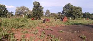 Land for sale Zirobwe wabitungulu  Luweero Central