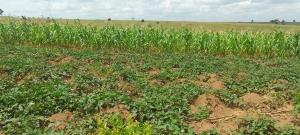 Land for sale Kikuube Kagadi Western