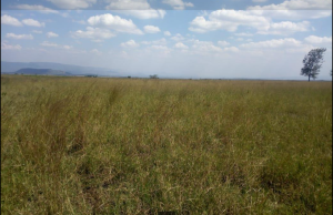 Land for sale Longonot Rd K Naivasha East Nakuru