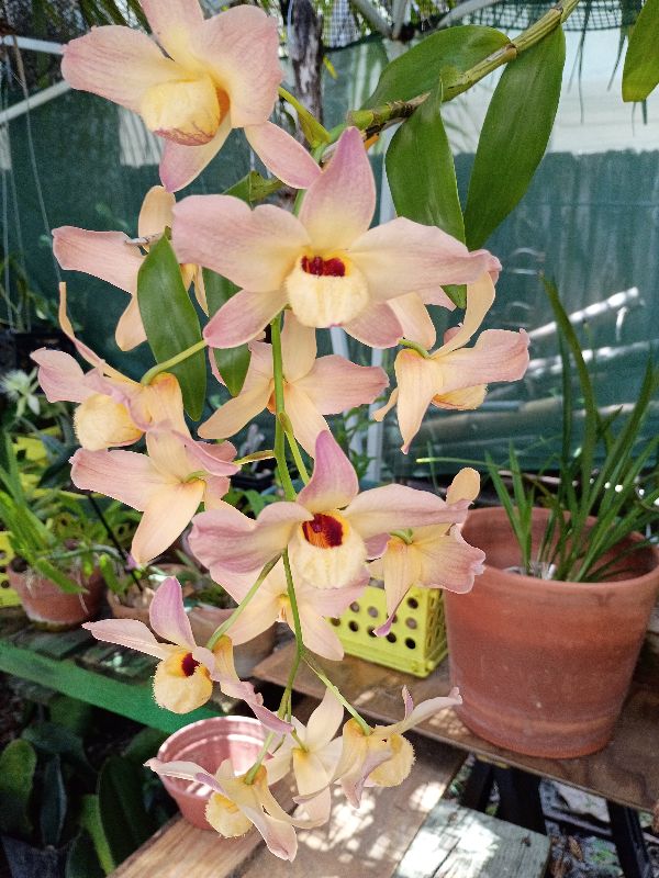 ORCHIDS & PLANT SALE AT RIVERSIDE PARK