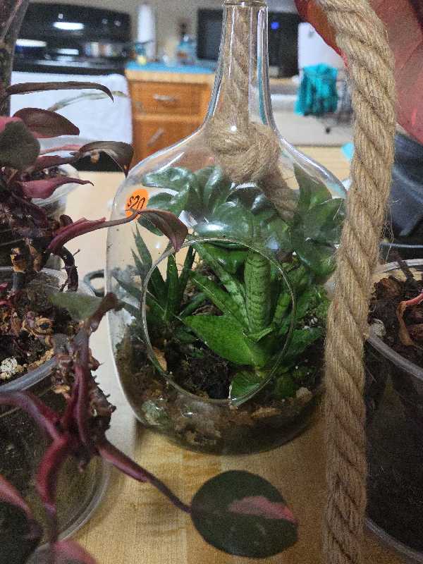 huge plant and yard sale photo
