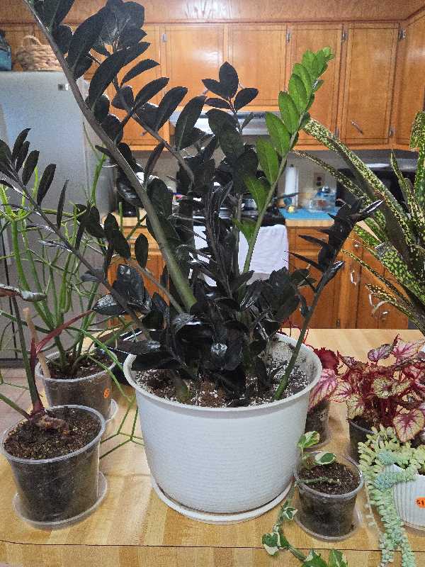 huge plant and yard sale photo