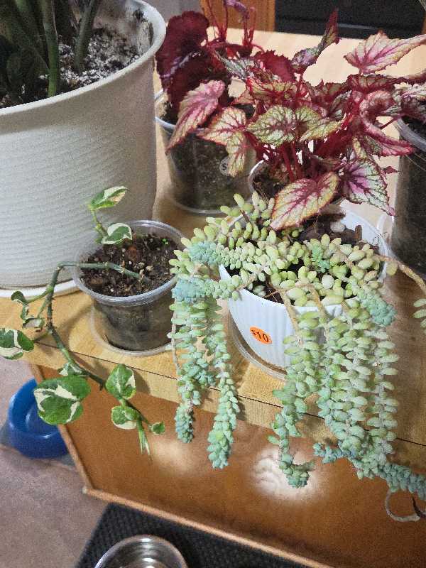 huge plant and yard sale photo