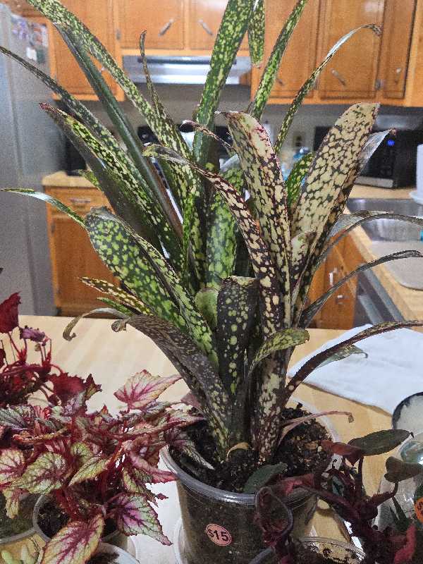 huge plant and yard sale photo