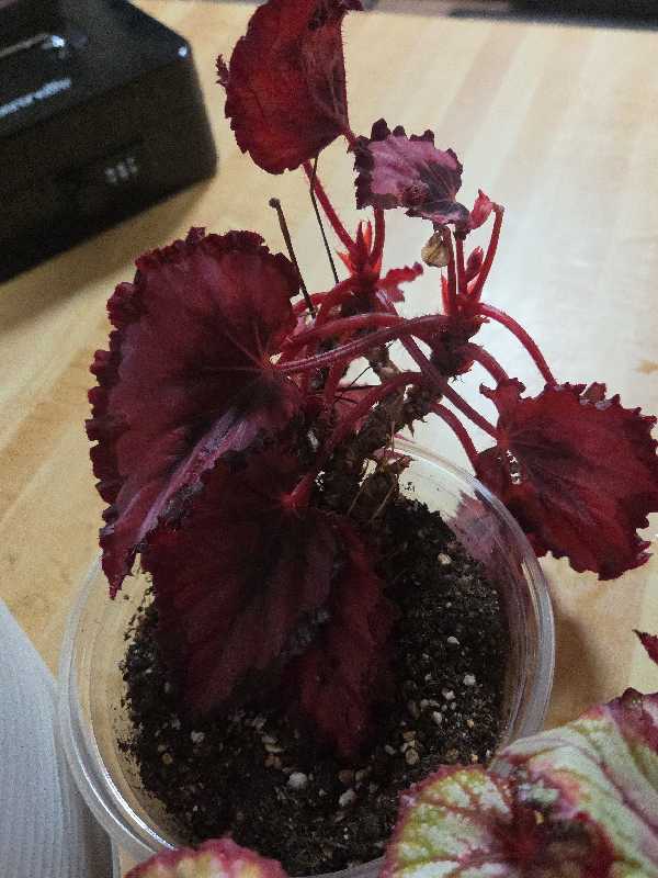 huge plant and yard sale photo