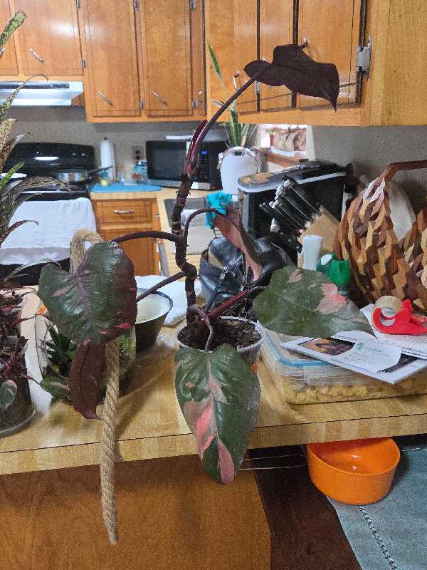 huge plant and yard sale photo