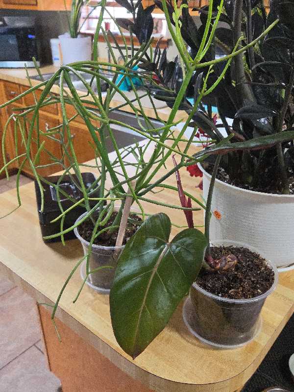 huge plant and yard sale photo