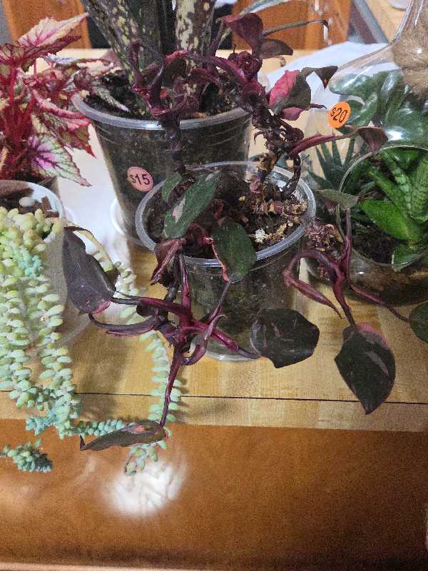 huge plant and yard sale photo