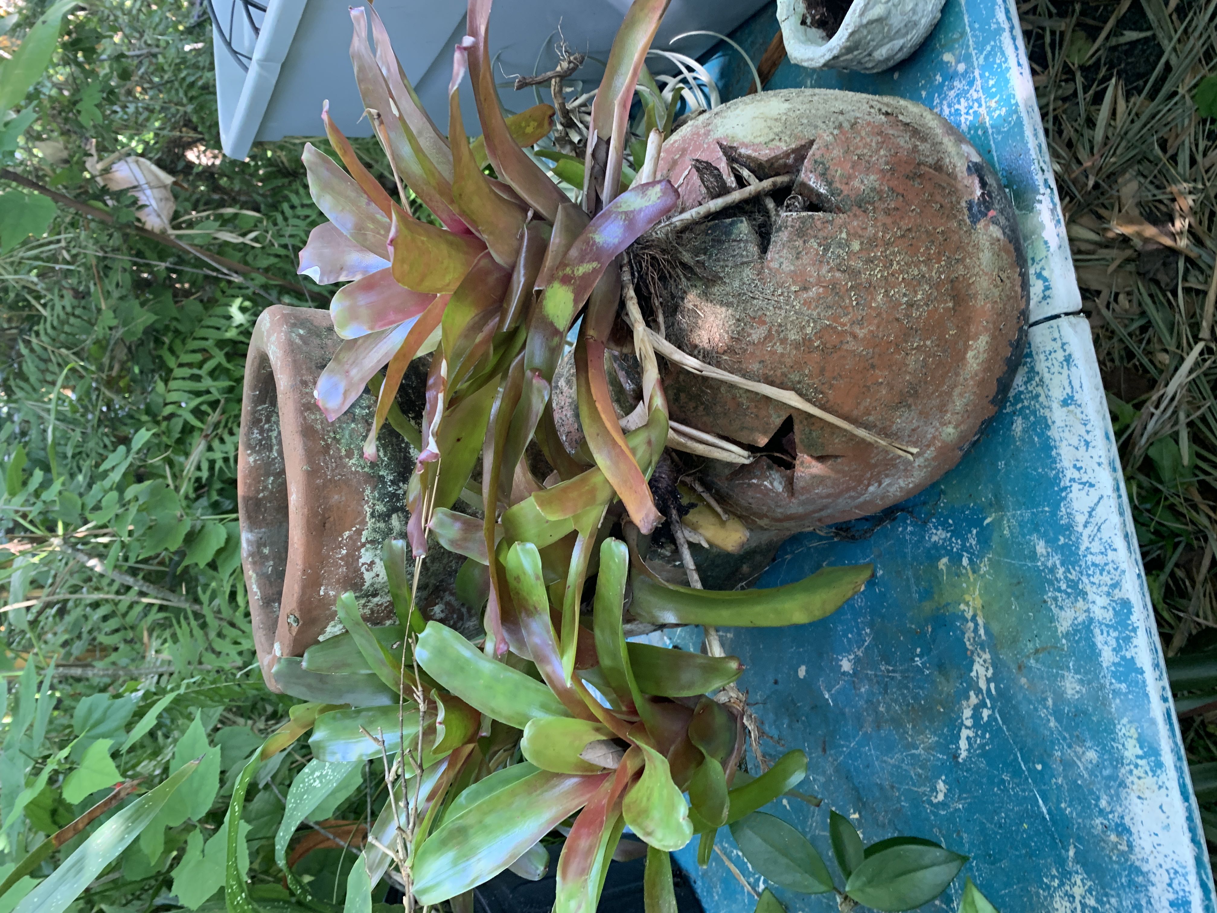 Rain or Shine plants vintage sale