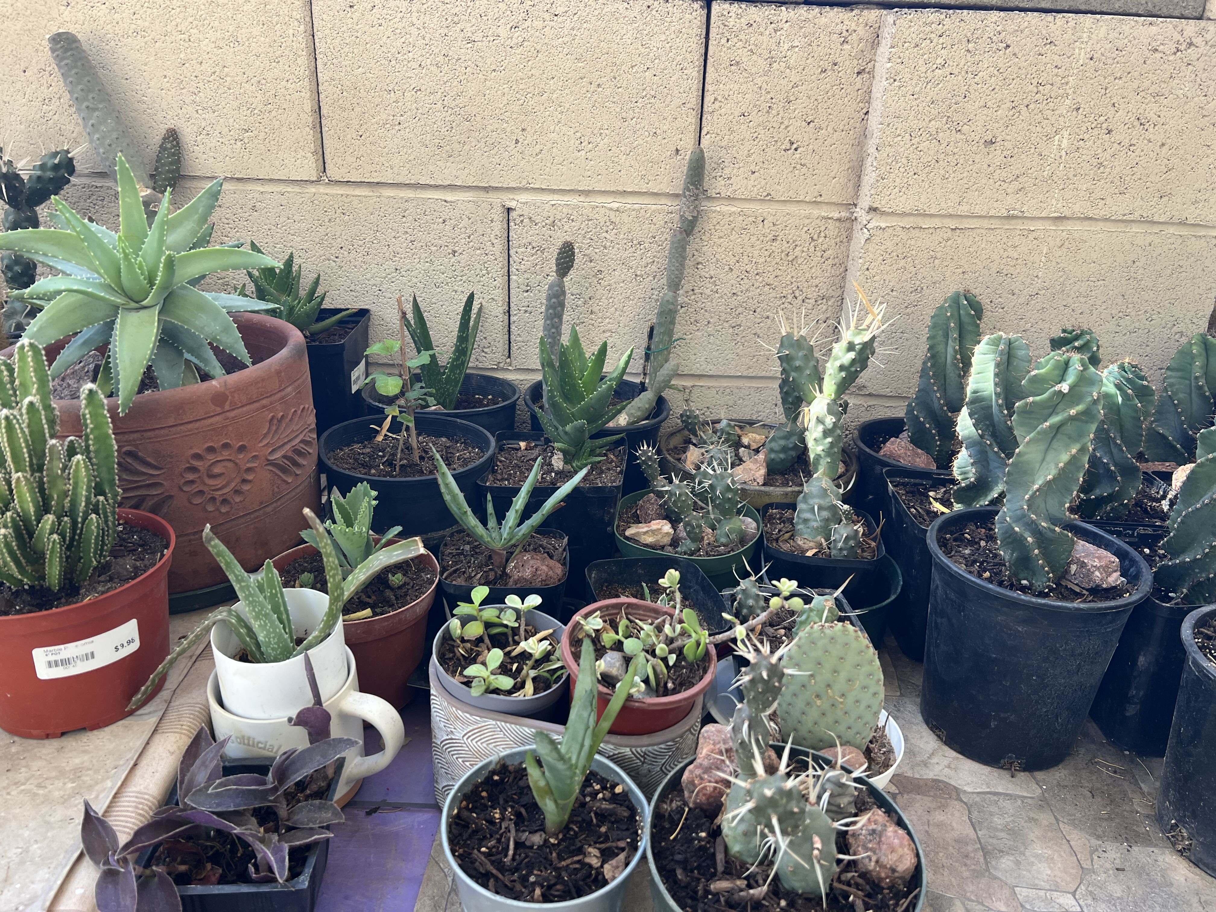 🌵 CACTUS SALE – 200+ Plants Starting at $5 🌵 photo
